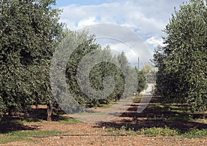 Orchard of olive trees near Lama D`Antico photo